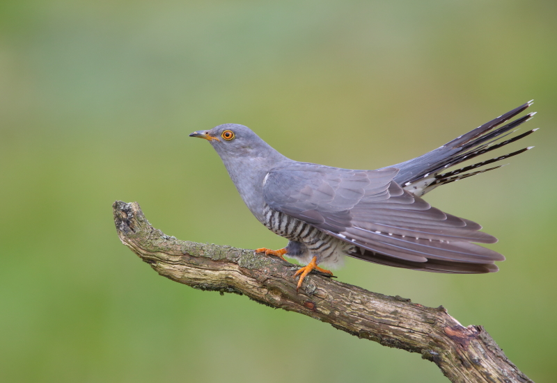 Common_Cuckoo_by_Mike_McKenzie