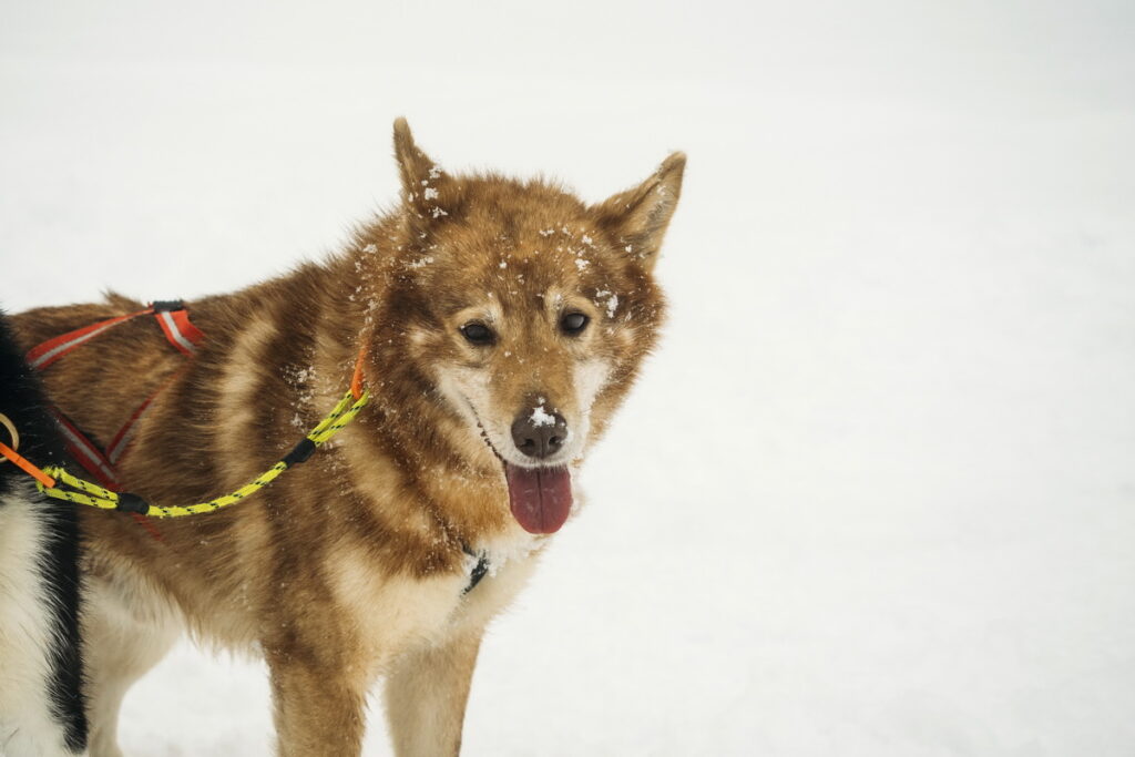 FJR_Polar_2026_ 23